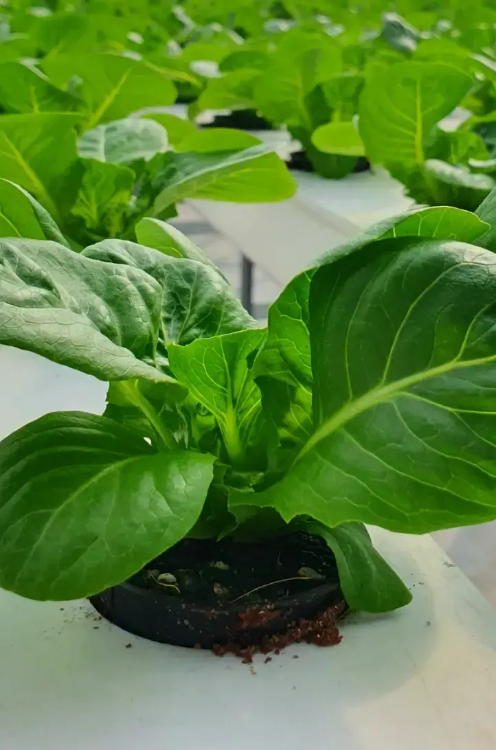 Horticultural growth using perlite